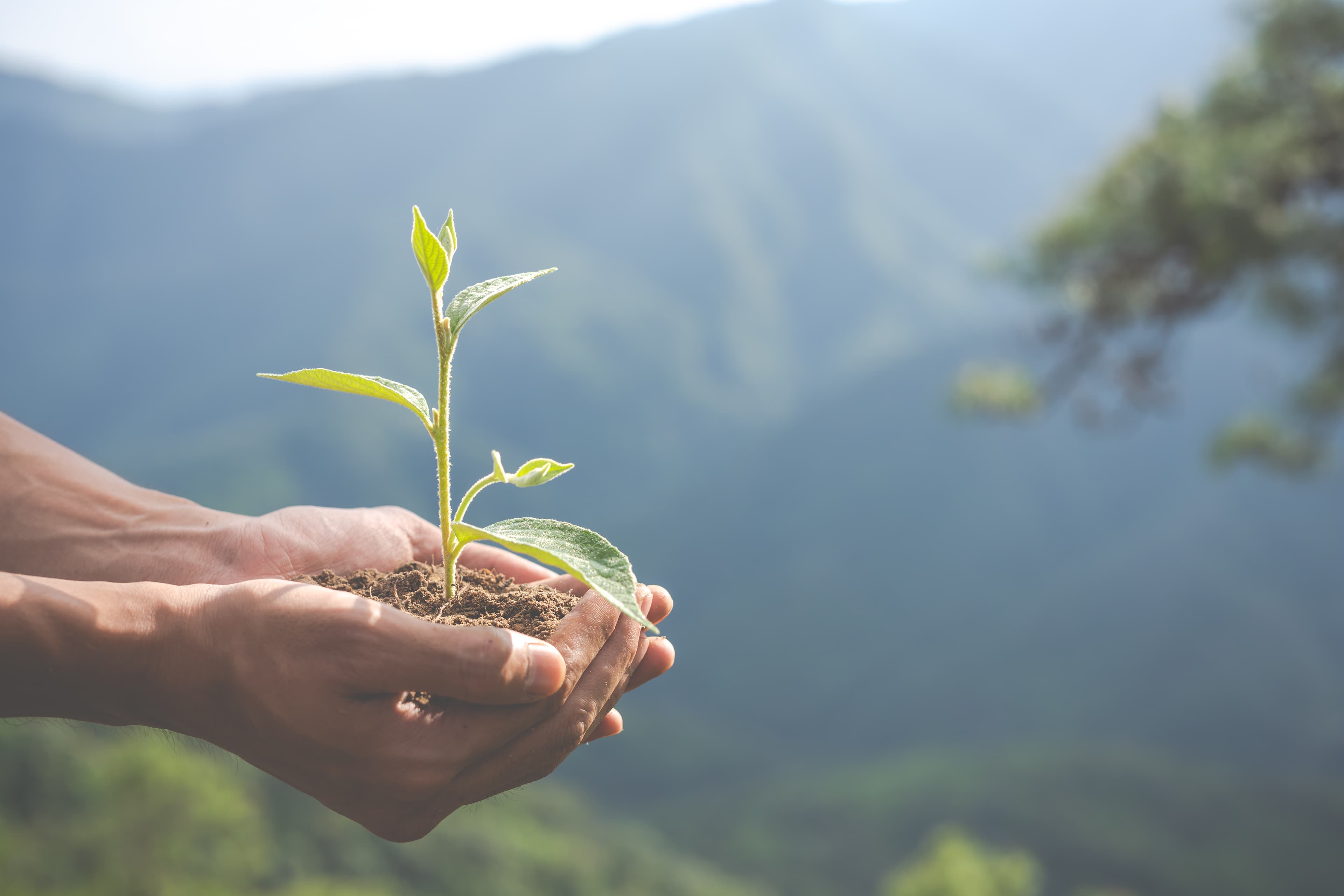 Environmental Impact and Sustainability Contribution